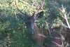 Cerfs 2012