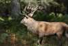 Cerfs 2012