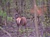 Cerfs