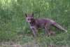 Renards