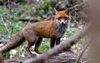 Renards 2011